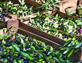 BONAMINI: OLIO EXTRAVERGINE D’OLIVA DI TRADIZIONE