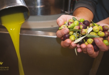 OLIO EVO MARCHESINO: PICCOLA REALTA’, GRANDE OLIO