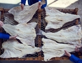 STOCCAFISSO E BACCALÀ NORVEGESI PROTAGONISTI DELLE TAVOLE ITALIANE