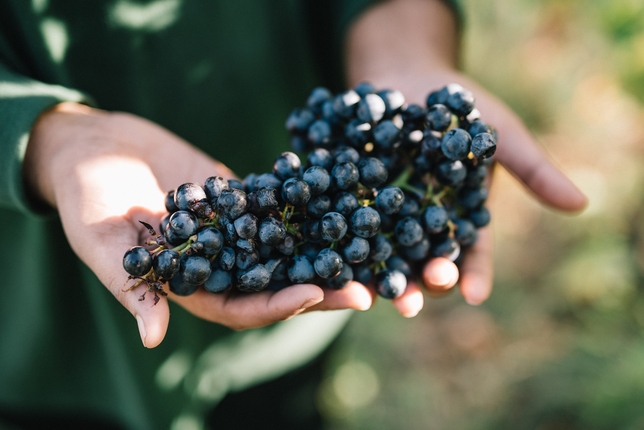 VENTURINI BALDINI, ECCELLENTI VINI EMILIANI